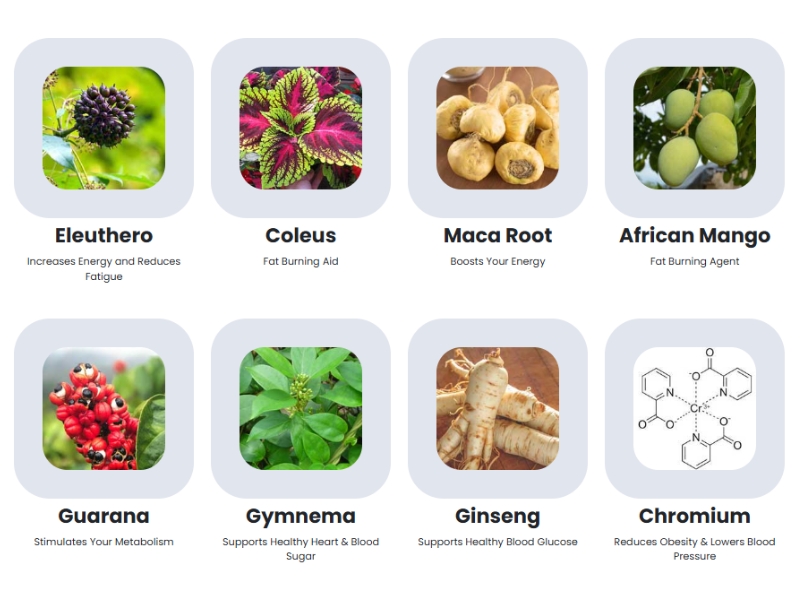 Best Supplement for Diabetes Sugar Defender for Healthy Blood Glucose Levels Ingredients