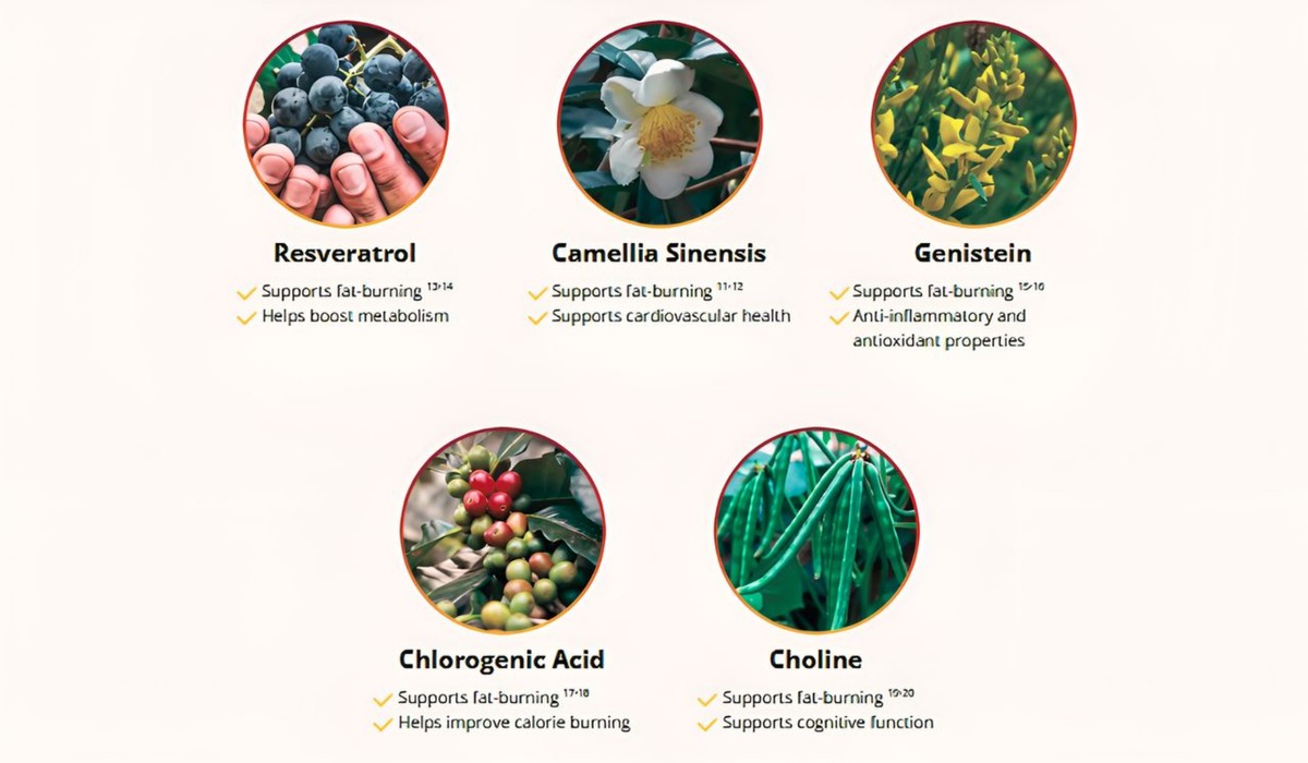 HepatoBurn’s Ingredients