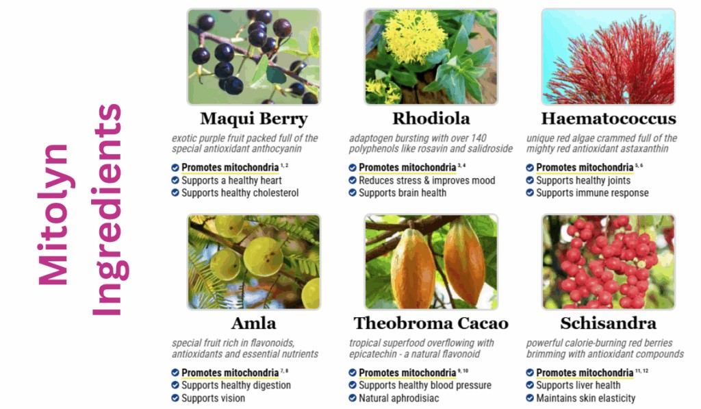 Mitolyn Ingredients