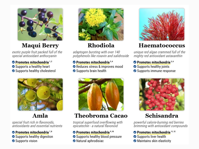 Deep Dive into Mitolyn Ingredients