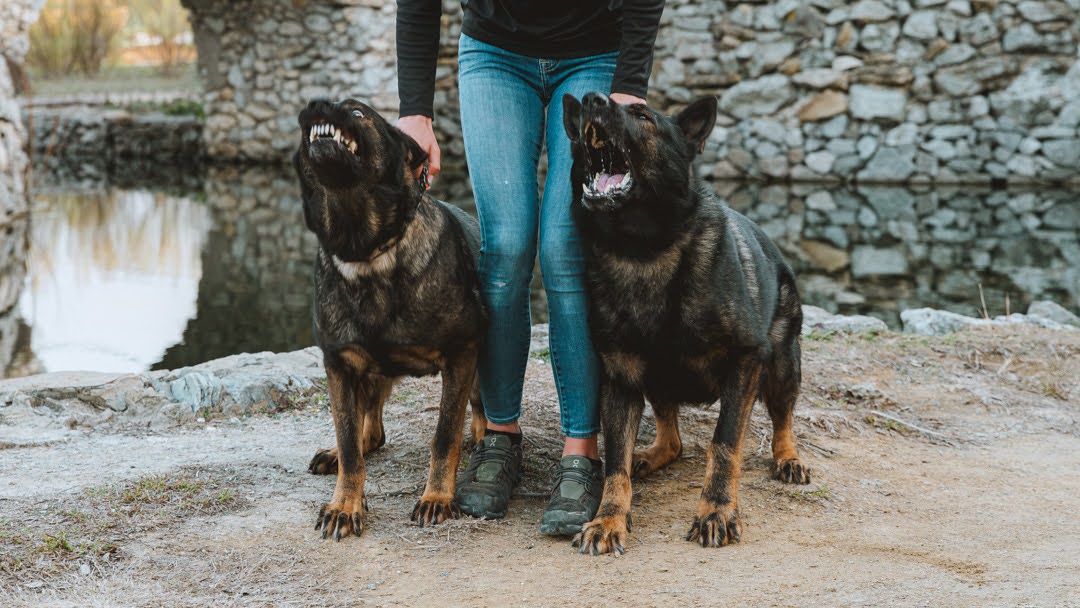 Canine Protection International's Exclusive Training Program for Clients Seeking High Caliber Protection Dogs